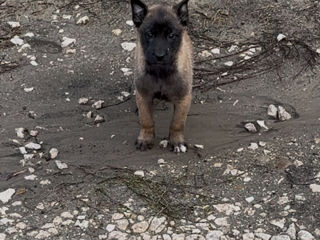 Malinois foto 2