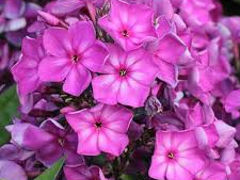 Vând pui de Phlox