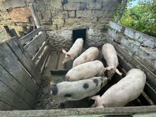 Vindem porci foto 3