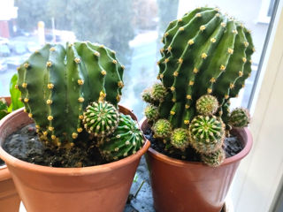 Cactusi foto 1