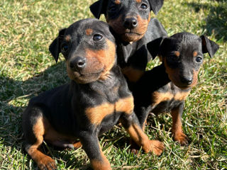 Zwergpinscher