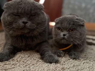 Vând / Pereche Scottish Fold foto 2