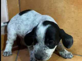 Cocker Spaniel Jack Russel Terrier foto 3