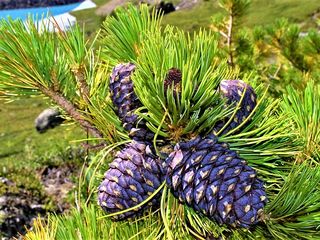 Кедр сибирский (Pinus sibirica) foto 5