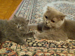 Pui de pisică Scottish fold/straight foto 1