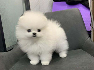 Крошуля... Spitz Pomeranian foto 1