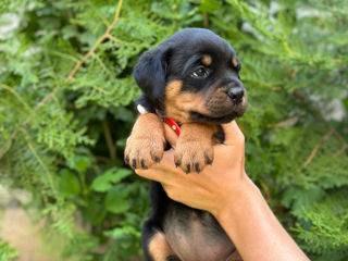 Catei Rottweiler foto 8