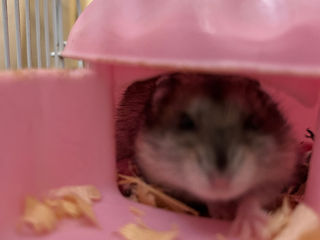 Hamsteri foto 6