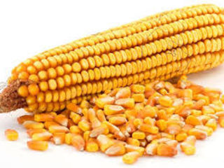 Porumbeni 458 461 semințe de porumb порумбень 458 461 семена кукурузы foto 1