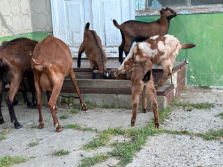 Продам козлят   foto 4