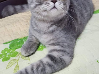 Scottish fold foto 2