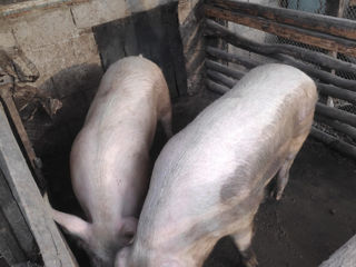 Продам свинью мясной породы