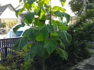 Paulownia Tomentosa rasad 2020 foto 2