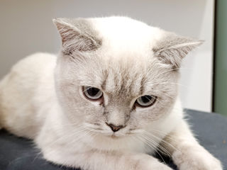 Motanas 5 luni foto 3