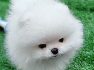 Микро Super мини Mini toy (spitz pomeranian) тип мишка фото 0