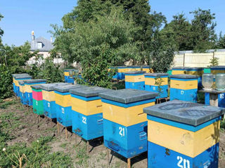 Se vinde familii de albine cu stup sau fără.