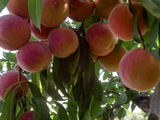 Pomi fructiferi,cireș,vișin,prsic,prun,mar,etc.Cu garanție foto 3