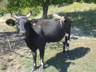 Vand vaca buna de lapte foto 4