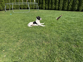 Pointer englez . Английский принтер  foto 2