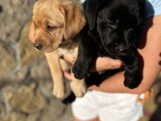 Labrador foto 9