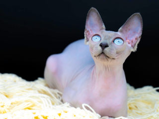 Blue point Sfinx cat foto 1