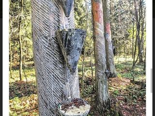 Ulei terebenthine, skipidar, скипидар, живичное масло натурпроизвод. Сибирская сосна и кедр foto 4