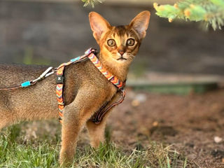 Абисинские котята. foto 8