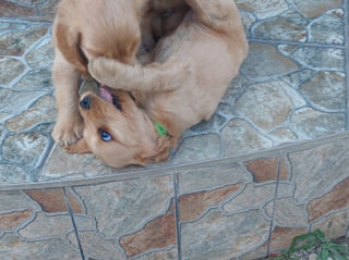 Cocker spaniel foto 4