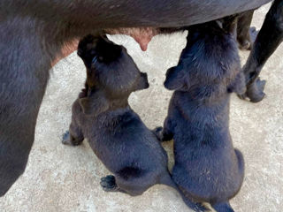 Cățeluși de Labrador foto 10