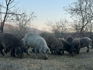 Porci Mangaliță foto 2