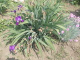 Flori  de  gradina  irisi,cala;yuka,garoafe,vie decorativa,diverse  100lei foto 9