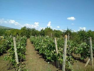 земельный участок с виноградником foto 1