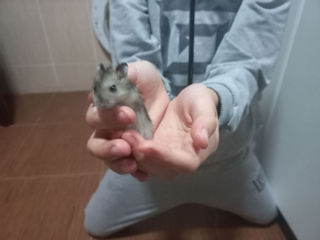 Se vând pui de hamster foto 3