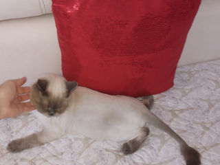 Стрижка котов с выездом на дом! фото 8