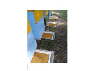 Fund 10 rame plastic anti-varroa cu colector de polen oferta speciala foto 2