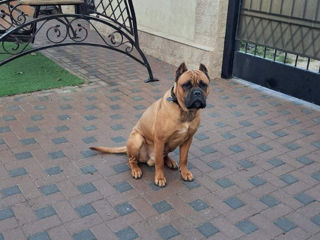 Cane corso  foto 1