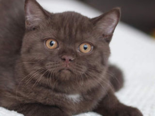 British Shorthair котята с родословной