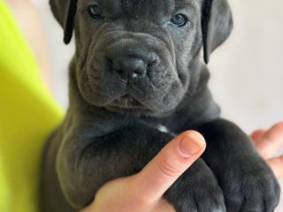 Cane Corso cu pedigree foto 0