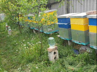 Продам пчелосемьи foto 2