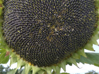 Seminte de floarea soarelui