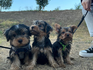 Vând York- Shire Terrier