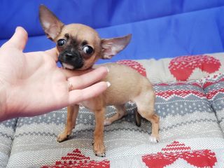 Top Ten Catei Chihuahua Mini Toy De Vanzare