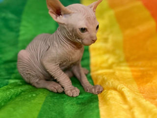 Котёнок Sphynx Elf фото 2