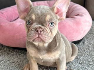 French bulldog isabela color