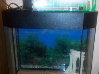 Продам аквариум на 50 литров с фильтром, грунтом, терморегулятором foto 1
