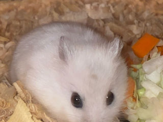 Vând hamsteri foto 6