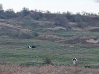 Vând buhai foto 6