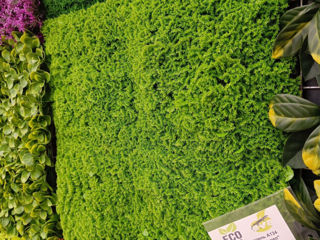 Декоративные зеленые покрытия / фитостена / perete din plante artificiale foto 17