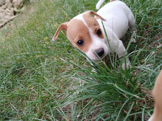 Jack Russell Terrier foto 5