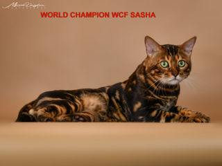Бенгальские клубные котята от Чемпионов породы foto 7